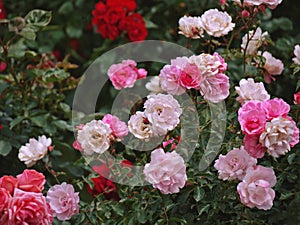 Varietal elite roses bloom in Rosengarten Volksgarten in Vienna. Pink Grandiflora rose flowers