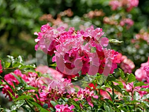 Varietal elite roses bloom in Rosengarten Volksgarten in Vienna. Pink Polyantha rose flowers