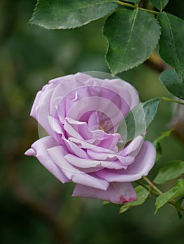 Varietal elite roses bloom in Rosengarten Volksgarten in Vienna. Violet Mainzer Fastnacht hybrid tea rose flower close