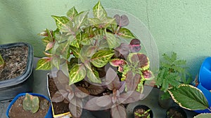 Varieted plants photo