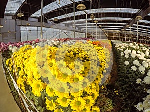 Varieties of Chrysanthemums