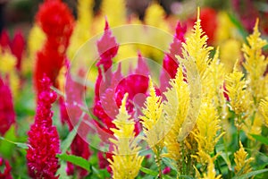 Varieties of colorful Celosia Plumosa flower, commonly known as the plumed cockscomb or silver cock`s comb. It is a herbaceous pl