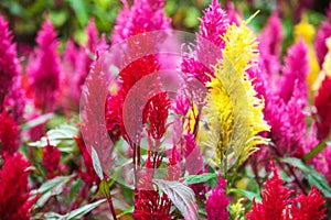 Varieties of colorful Celosia Plumosa flower, commonly known as the plumed cockscomb or silver cock`s comb. It is a herbaceous pl