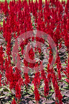 Varieties of colorful Celosia Plumosa flowers, commonly known as the plumed cockscomb or silver cock`s comb.