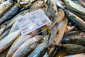 Varieties of fresh fish in market in Tavira, Portugal