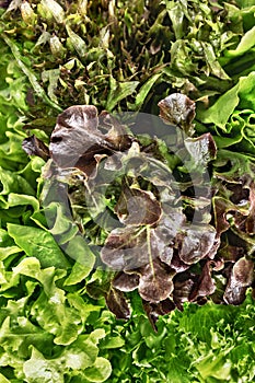 Varieties of Lettuce