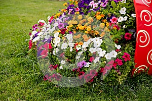 Varieties of petunias and surfinias flowers in the pot, big ceramic vase. Summer garden inspiration for container plants