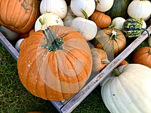 Varieties of pumpkins and squashes