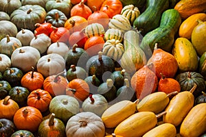 Varieties of squashes and pumpkins.