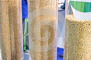Varieties of wheat, samples in glass containers. Grain Technologies, agricultural agronomy
