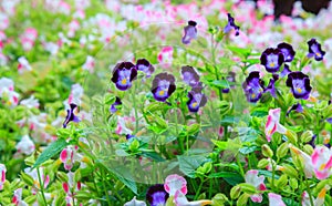 Varieties of Wishbone flowers, Bluewings or Torenias, as beautiful fresh bright wildflowers ornamental garden in the natural park