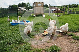 Variety of Active Birds Having Fun in Barnyard