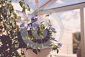 Aromatic urban roof garden with violet plants photo