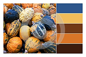 A variety autumn decoration pumpkin in a Color palette swatches. Combination of color scheme inspired by autumn