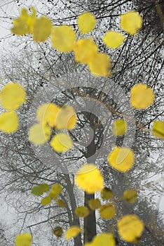 A variety of Autumn (Fall) leaves in brown and golden