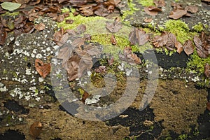 A variety of Autumn (Fall) leaves in brown and golden hues on wet soil of woodland floor.