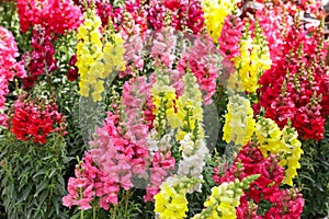 Variety of beautiful Antirrhinum majus or Snapdragon flowers red, white, pink and yellow colors in the garden