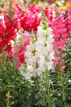 Variety of beautiful Antirrhinum majus or Snapdragon flowers in white, pink and red colors in the garden