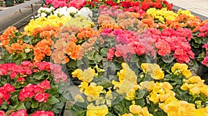 Variety of  begonias flowers