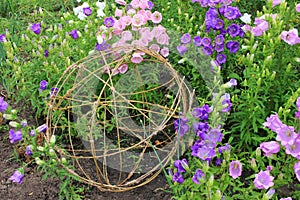 Variety of bell shaped flowers and wicker spherical composition in landscaping. Campanula champion, Canterbury Bells