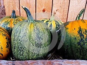 Variety of big pumpkins for cooking or decoration