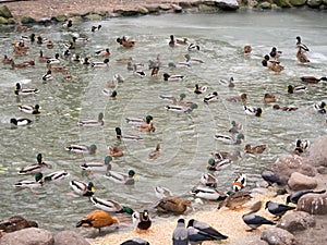 Variety of birds in a lake of a Zoo