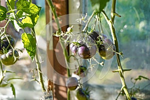 A variety of black tomatoes ripens on a plant in a greenhouse