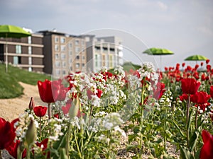 Variety of blooming flowers in a garden of resort buildings