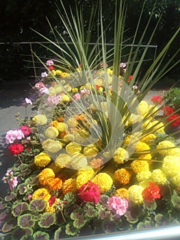 Variety of bright flowers