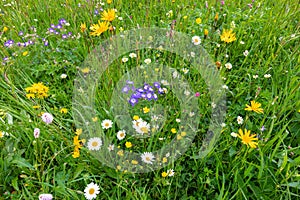 Variety of bright wild flowers in an Alpine meadow in the Italian Alps