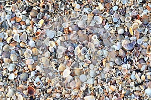 Variety of broken seashells