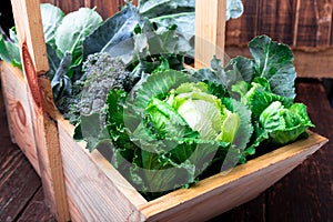 Variety of cabbages in wooden basket on brown background. Harvest. Close up.