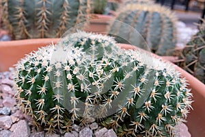 Variety of cactus. Beautiful green background of decorative succulent plants in neutral colors.