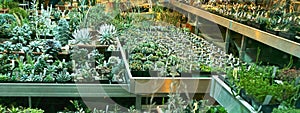 Variety of cactus. Beautiful green background of decorative succulent plants in neutral colors.