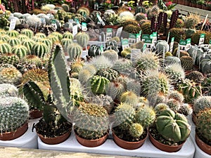 Variety of cactus flowers in garden house