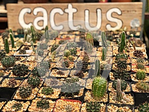 Variety cactus in the garden, hobbie in  home. Stay home with cactus garden.