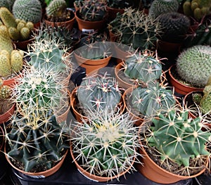 Variety of cactus plants in small pots