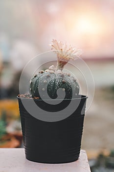 Variety of cactus and succulent growth in black pot on wooden shelf in shop with vintage tone. Small plant for home or office