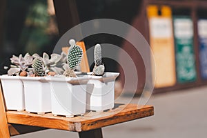 Variety of cactus and succulent growth in white ceramic pot on wooden shelf in shop with vintage tone. Small plant for home or