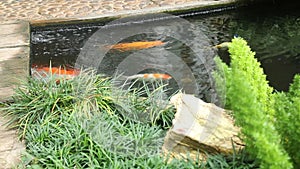 Variety carps swimming in garden pond