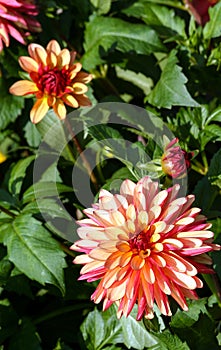 Variety of chrysanthemum crazy legs dahlia , one flower close-up