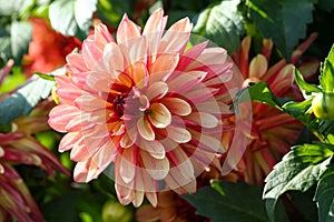 Variety of chrysanthemum crazy legs dahlia , one flower in close-up, one large orange-red-pink flowe