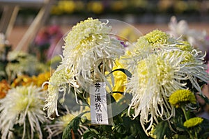 a variety of Chrysanthemum Exhibition