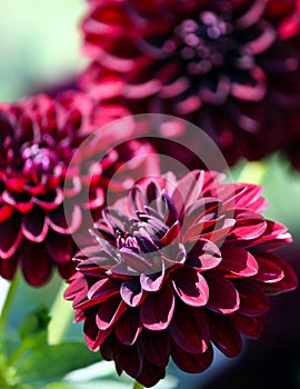 Variety of chrysanthemum fidalgo blacky asteraceae plant photo