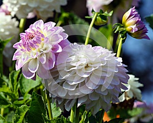 Variety of chrysanthemum midnight moon asteraceae plant,