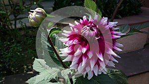 Variety of Color in Dahelia Flowers