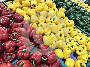 Variety of colored bell pepper or capsicum.