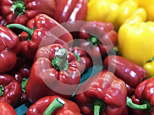 Variety of colored bell pepper or capsicum.