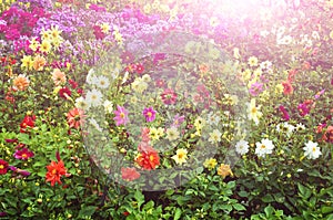 A variety of colorful flowers in the flowerbed.