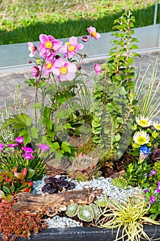 Variety of colorful flowers in garden